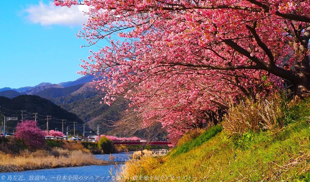 河津町の河津桜