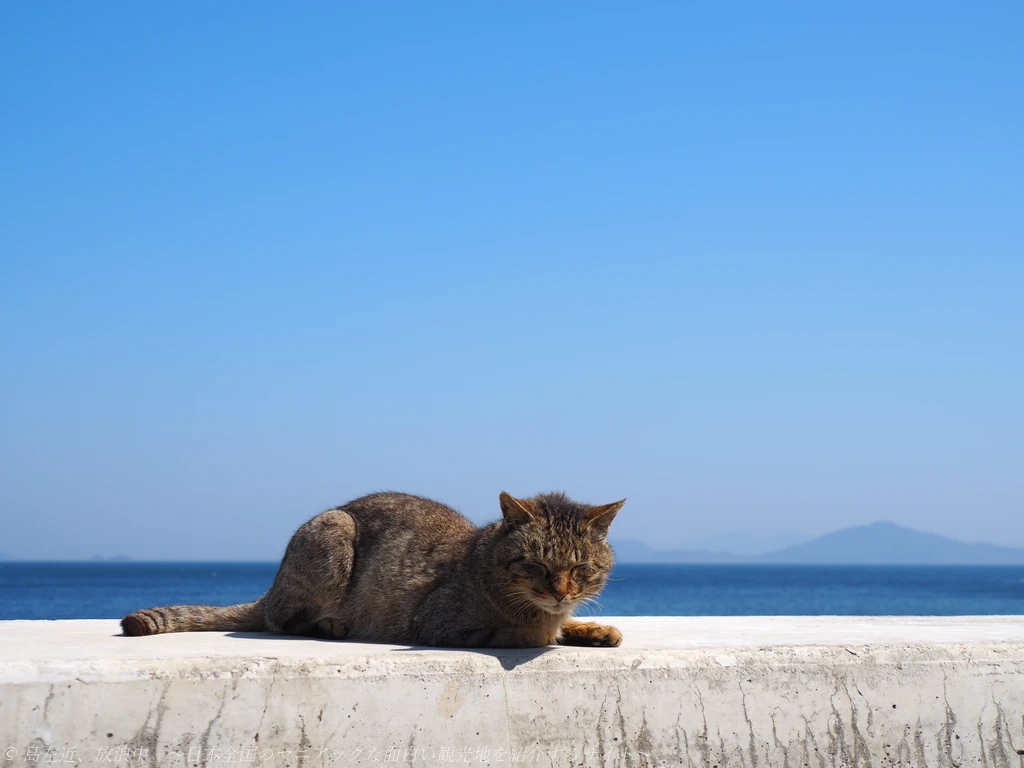 珍スポットならぬニャンスポット!?猫と灯台と水仙の島を歩いて散策!岡山県最南端 笠岡諸島 六島へ~関西から日帰りで行く春の瀬戸内海・島旅~