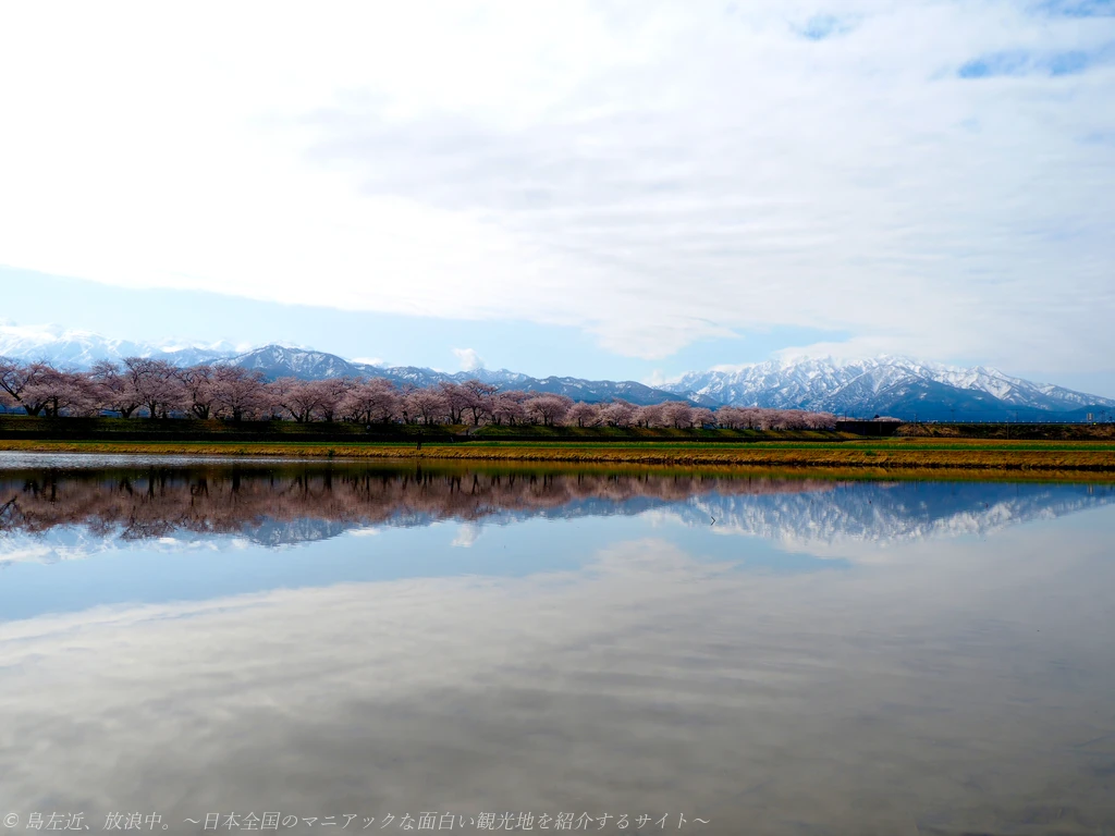 泊駅から歩いて行く春の絶景!あさひ舟川「春の四重奏」&天然の珍スポット!?ヒスイ海岸で宝石探し~鉄道とバスで行く 富山・春のグルメ&桜旅~