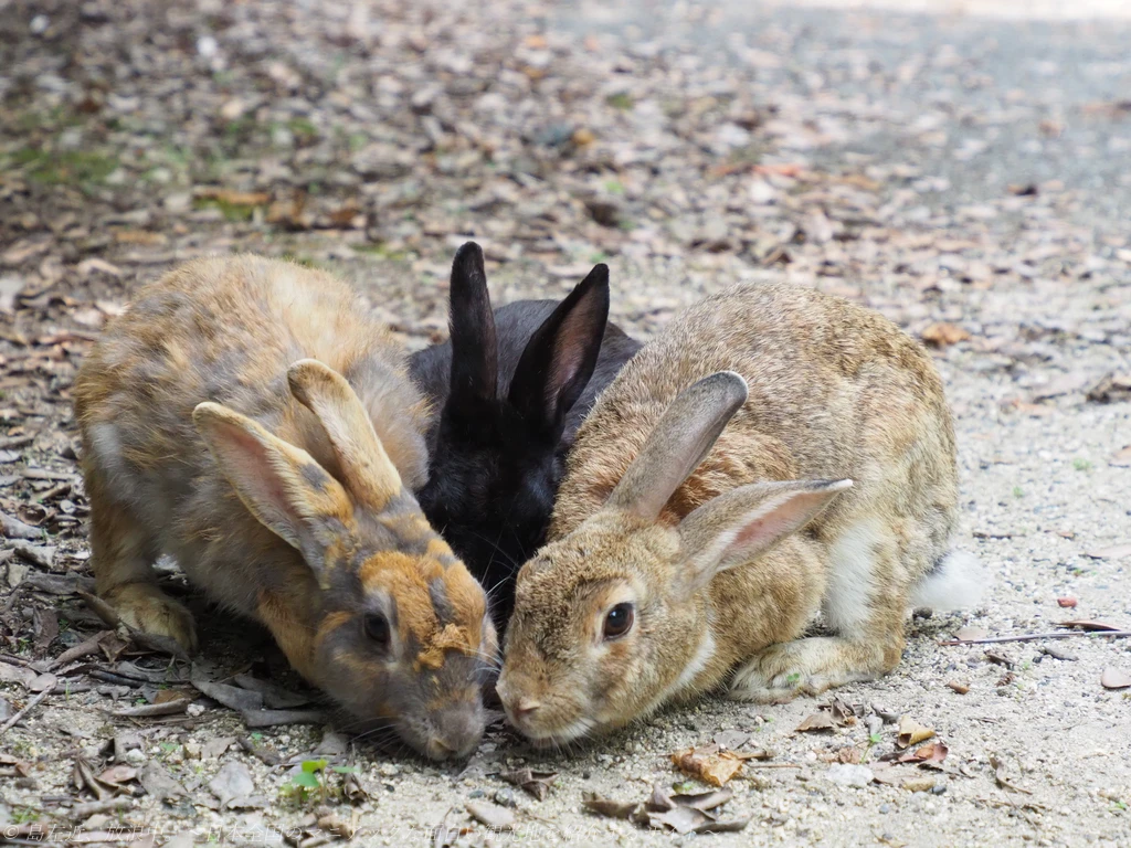 うさぎの島！？かつては毒ガス製造の島！？大久野島で廃墟巡り＆江戸時代にタイムスリップ！竹原の町並み歩き～広島県竹原市・瀬戸内海の島旅～